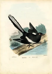 Harakka, 1863-79